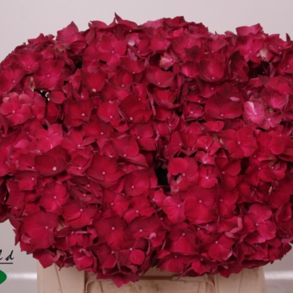 HORTENCIA *RUBY RED* 35CM