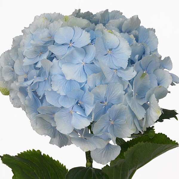 HORTENCIA VERENA BLUE 40CM