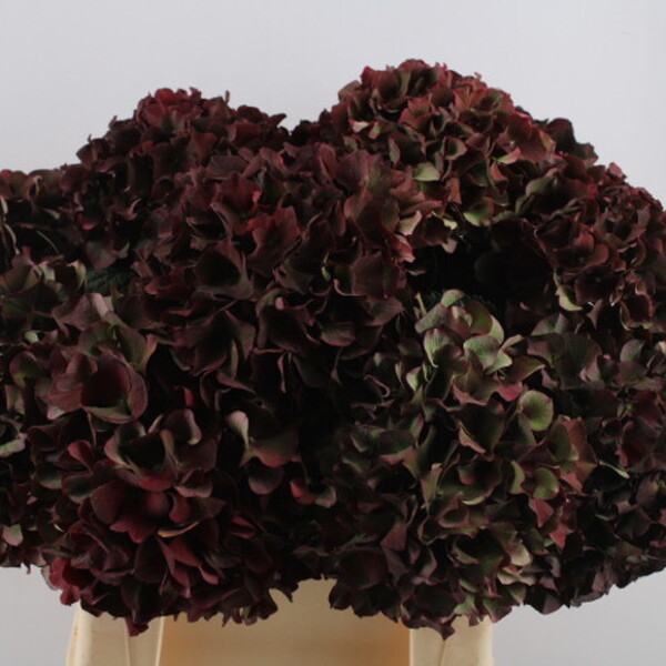 HORTENCIA RUBY RED CLASIC 40CM