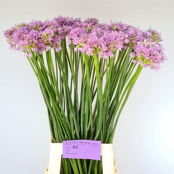 ALLIUM  SENESCENS 80CM
