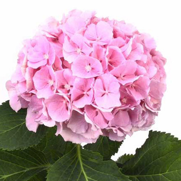 HORTENCIA VERENA 50CM