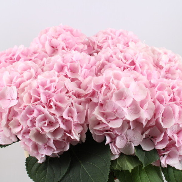 HORTENCIA VERENA 60CM