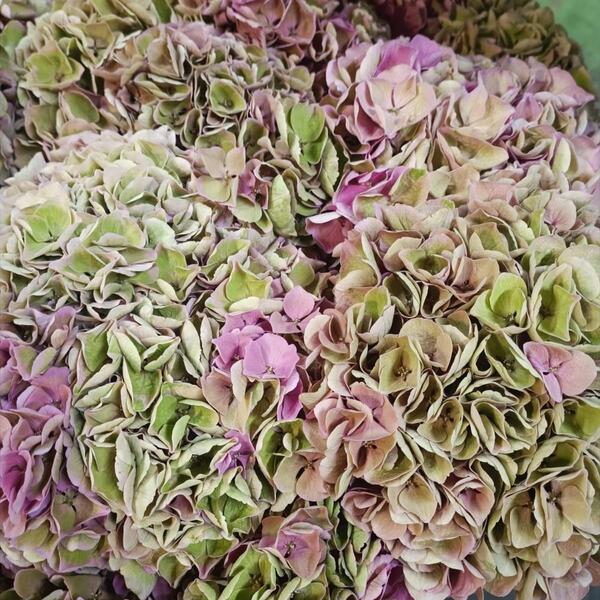 HORTENCIA *VERENA CLASSIC* 65CM
