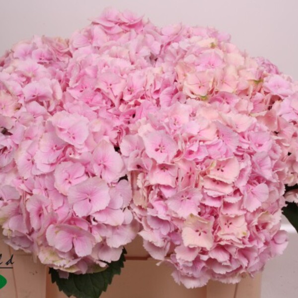HORTENCIA *VERENA CLASSIC* 50CM