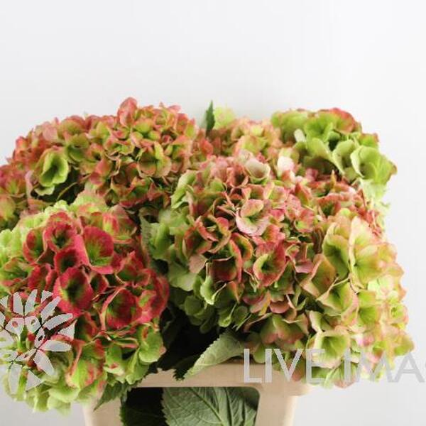 HORTENCIA *VERENA CLASSIC* 60CM