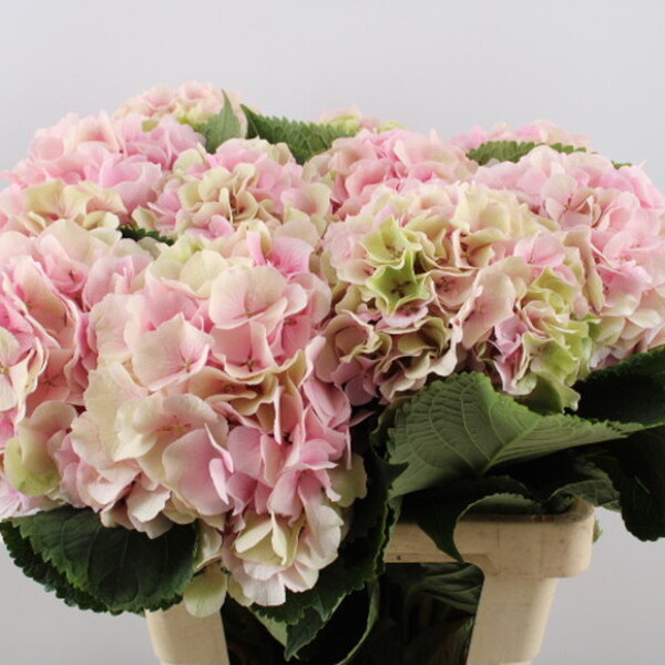 HORTENCIA VERENA PINK CLASSIC 50CM