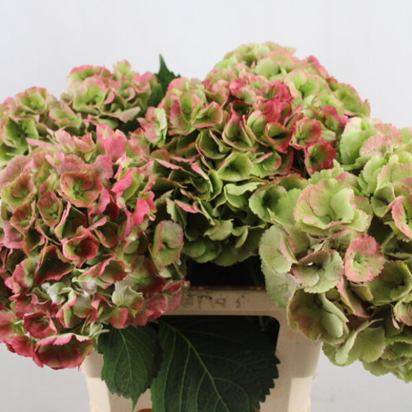 HORTENCIA *VERENA PINK CLASSIC* 60CM