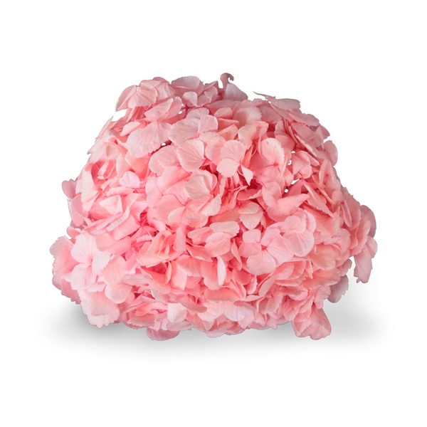 HORTENCIA PRESERVADA LIGHT PINK W-BOX