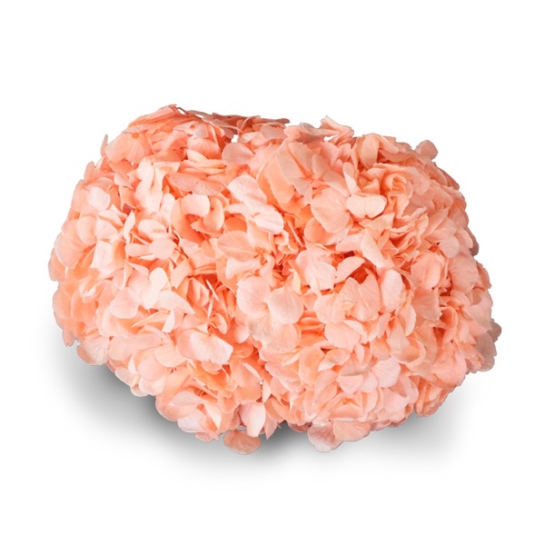 HORTENCIA PRESERVADA PEACH