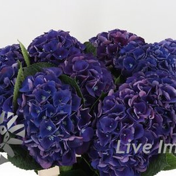 HORTENCIA ROYAL KING 60CM