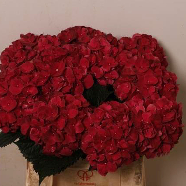 HORTENCIA *RUBY RED* 40CM