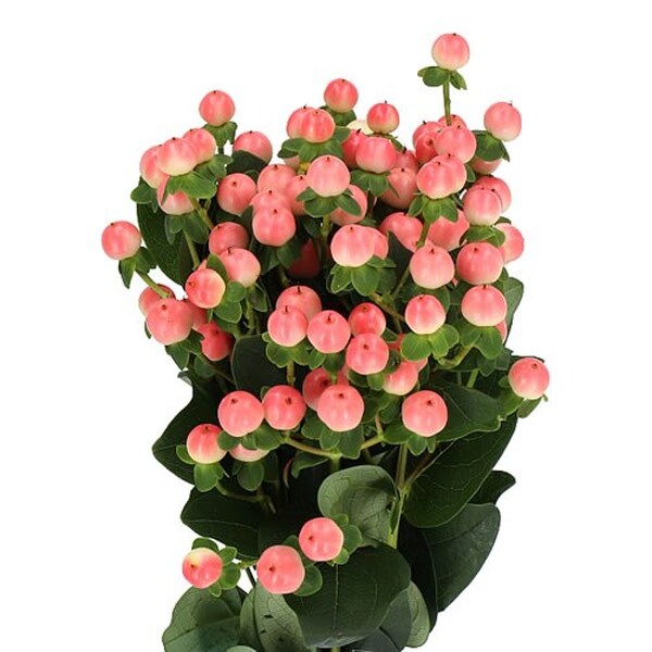 HYPERICUM *COCO TIAMO* 50CM