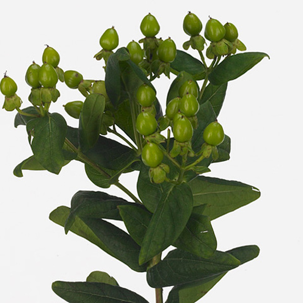 HYPERICUM *MAGICAL GREEN POWER* 70CM