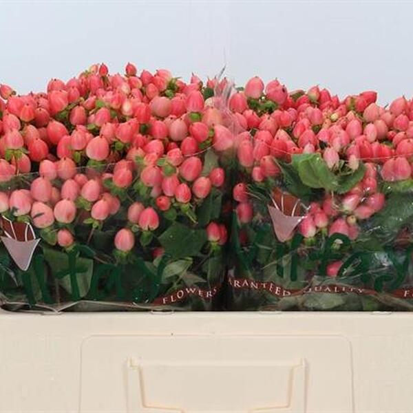 HYPERICUM *MAG ROYAL PRINCESS* 50CM