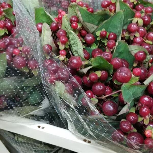 HYPERICUM CHERRY 70CM
