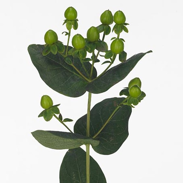 HYPERICUM VERD *COCO BAMBOO* 50CM