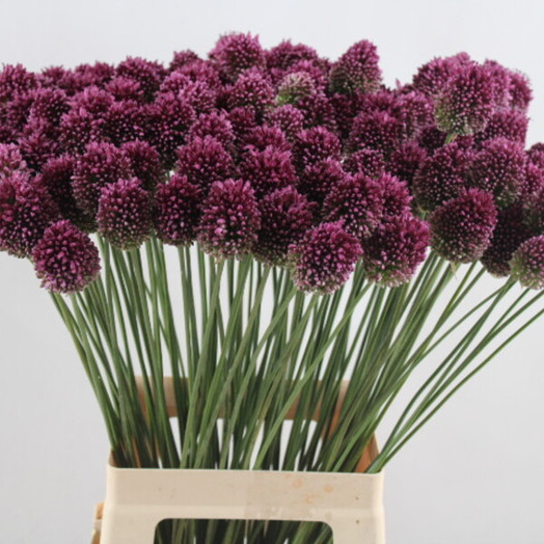 ALLIUM *SPHAEROCEPHALUM* 70CM