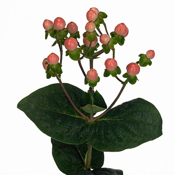 HYPERICUM *COCO CASINO* 70CM