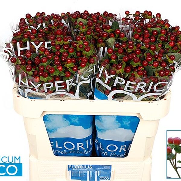 HYPERICUM MARRO *COCO GRANDO* 70CM