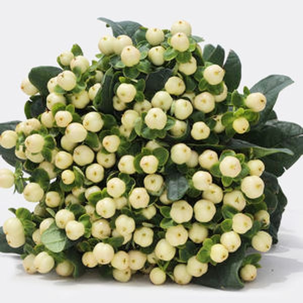 HYPERICUM *COOL ROMANCE* 60CM