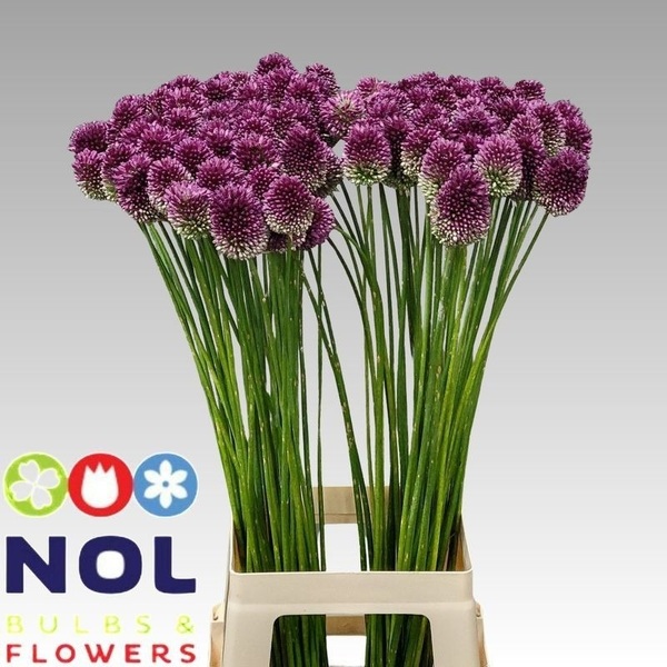 ALLIUM *SPAEROCEPHALUM* 80CM