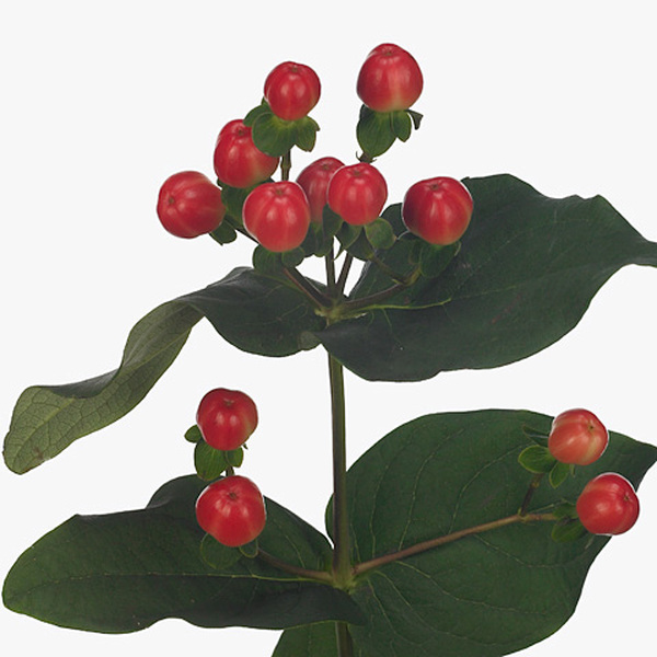 HYPERICUM *COCO TANGO* 50CM