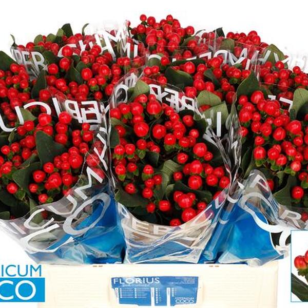 HYPERICUM VERMELL *COCO TANGO* 60CM