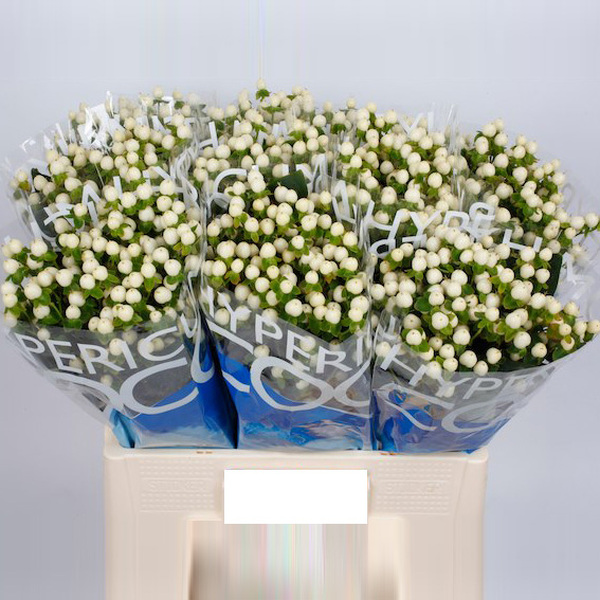 HYPERICUM *COCO UNO* 50CM