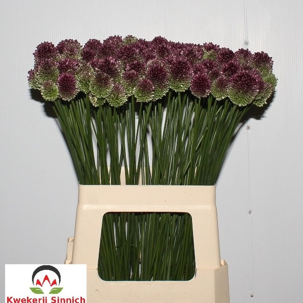 ALLIUM *SPHAEROCEPHALUM* 60CM