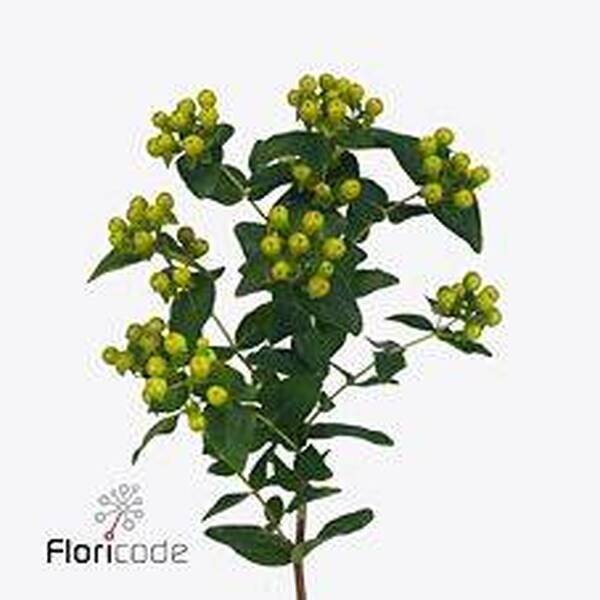HYPERICUM *GREEN REVIVA* 60CM