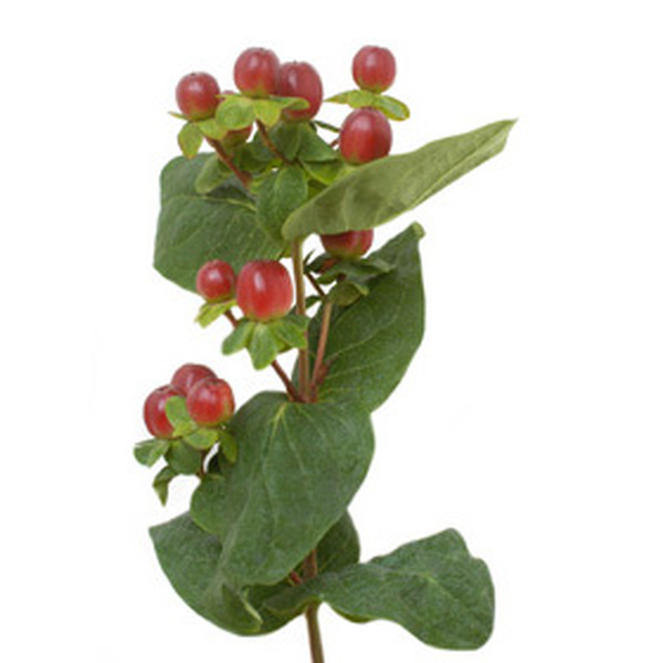 HYPERICUM *KING FLAIR* 50CM