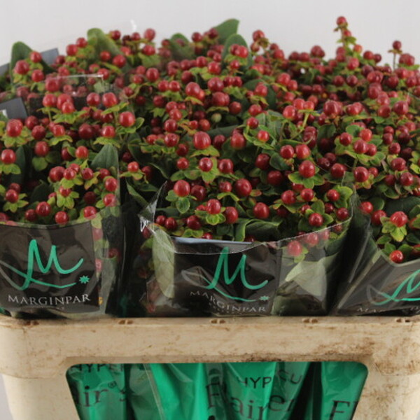 HYPERICUM *KING FLAIR* 70CM