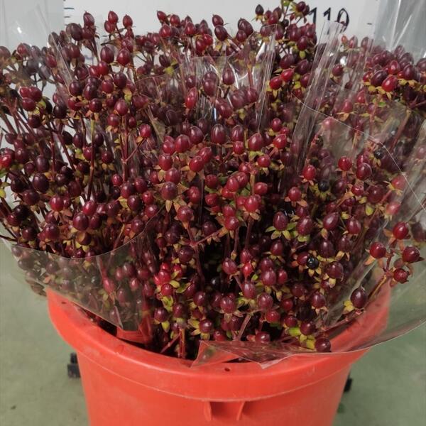 HYPERICUM MARRO 50CM