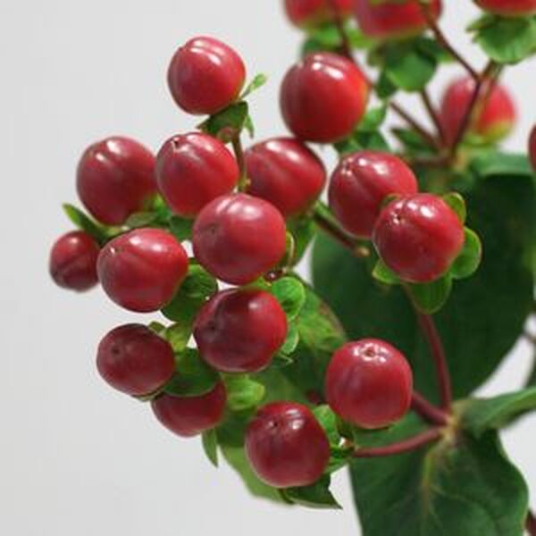 HYPERICUM MAGICAL SEASONS 70CM