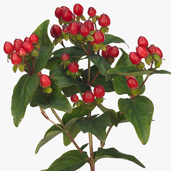 HYPERICUM MAGICAL TRIUMPH 50CM
