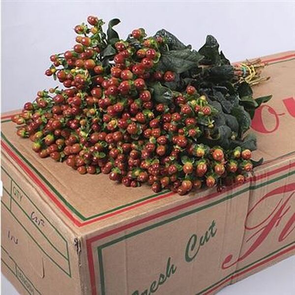 HYPERICUM MARRO *MOCCA BROWN* 70CM