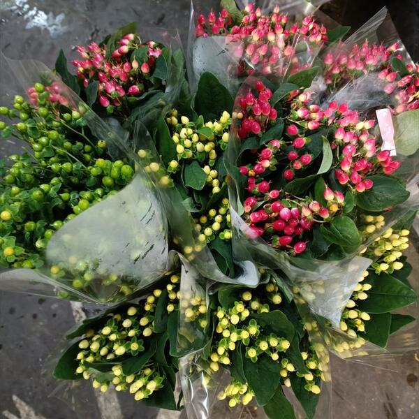 HYPERICUM NACIONAL