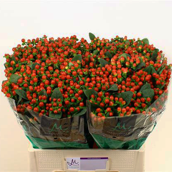HYPERICUM *TOMATO FLAIR* 60CM