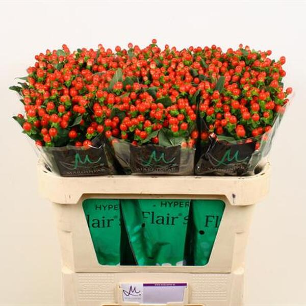 HYPERICUM *TOMATO FLAIR* 70CM