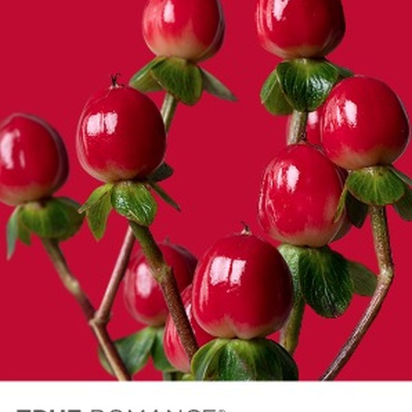 HYPERICUM *TRUE ROMANCE* 50CM