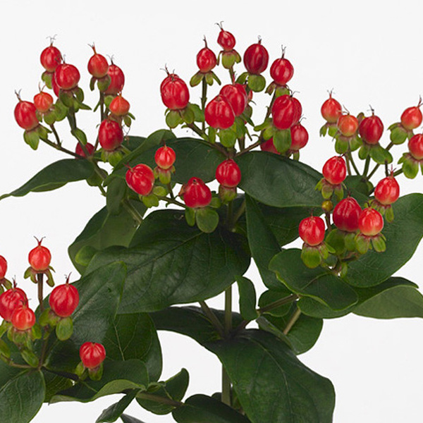 HYPERICUM *TRUE ROMANCE* 70CM