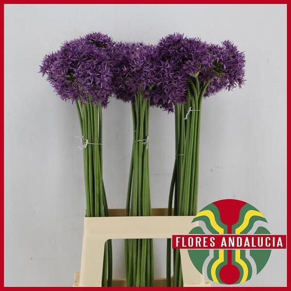 ALLIUM VIOLET BEAUTY 75CM