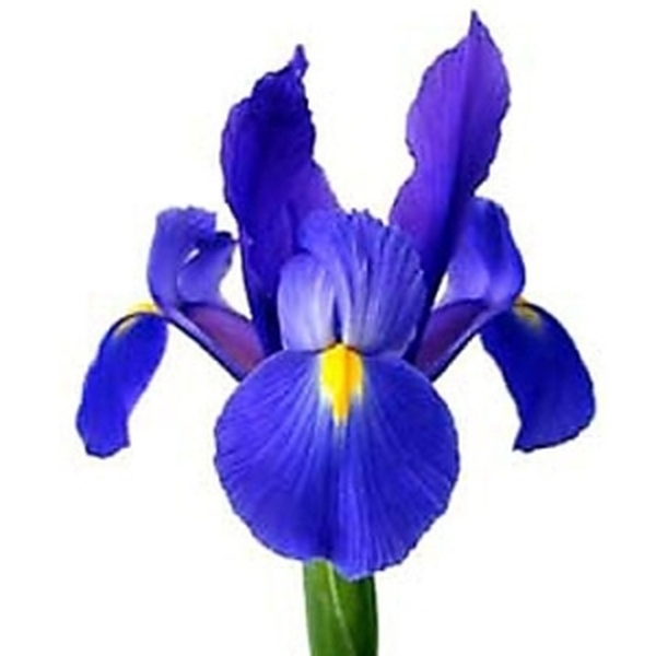 IRIS AZUL