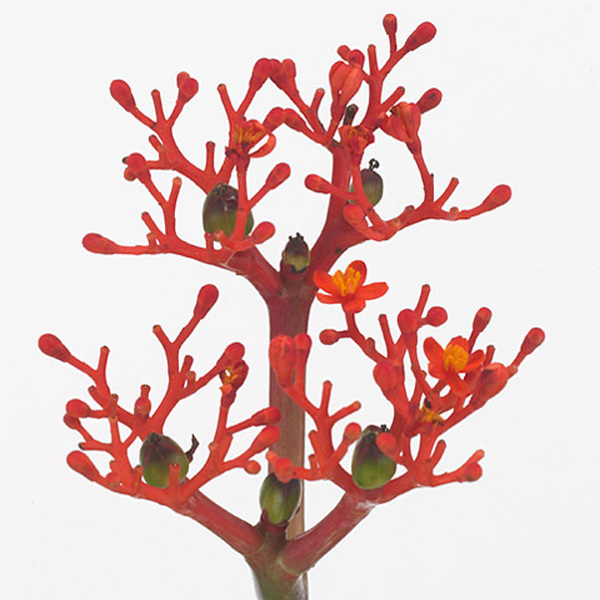 JATROPHA FIRECRACKER 35CM