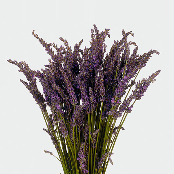 LAVANDA FRESCA NATURAL