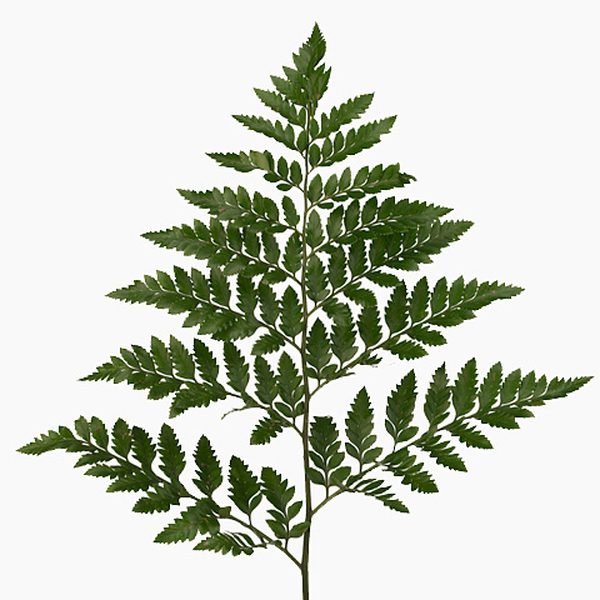 LEDER EXTRA SUD AMERICA