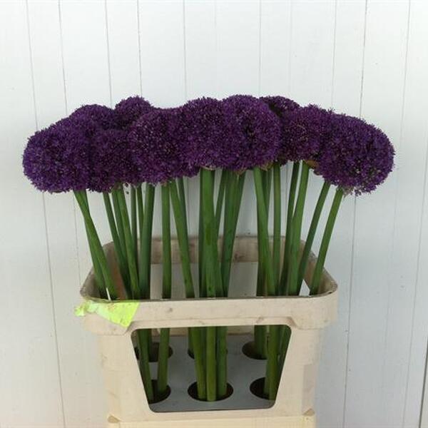 ALLIUM AMBASSADOR 100CM