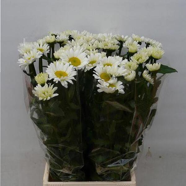 LEUCANTHERMUM MARGARITA BLANCA 60CM