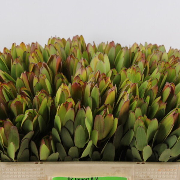 LEUCADENDRO *GOLDSTRIKE* 50CM