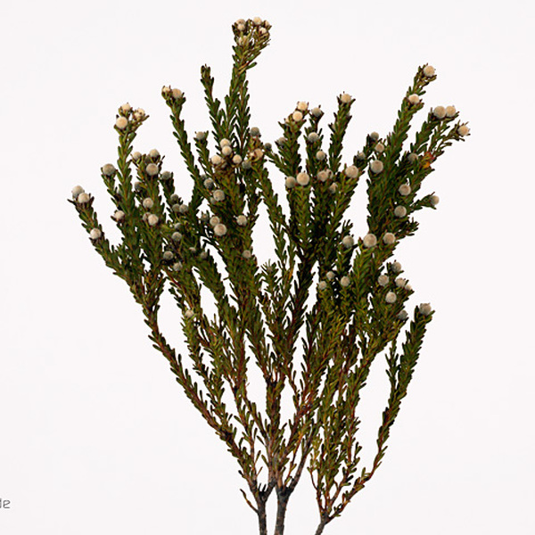 LEUCADENDRO GROC/VERDOS 40CM